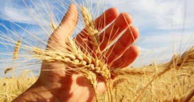 A produção de silagem com aveia e trigo é desenvolvida pela primeira vez no município de Xavantina, visando fortalecer a atividade.